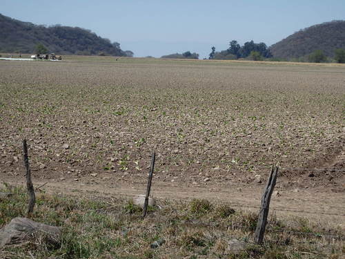 This is a Tobaco field.